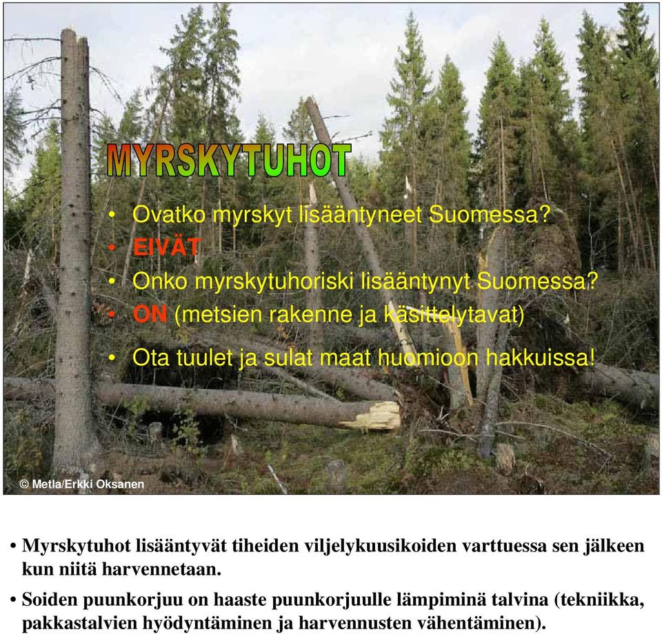 Metla/Erkki Oksanen Myrskytuhot lisääntyvät tiheiden viljelykuusikoiden varttuessa sen jälkeen kun niitä