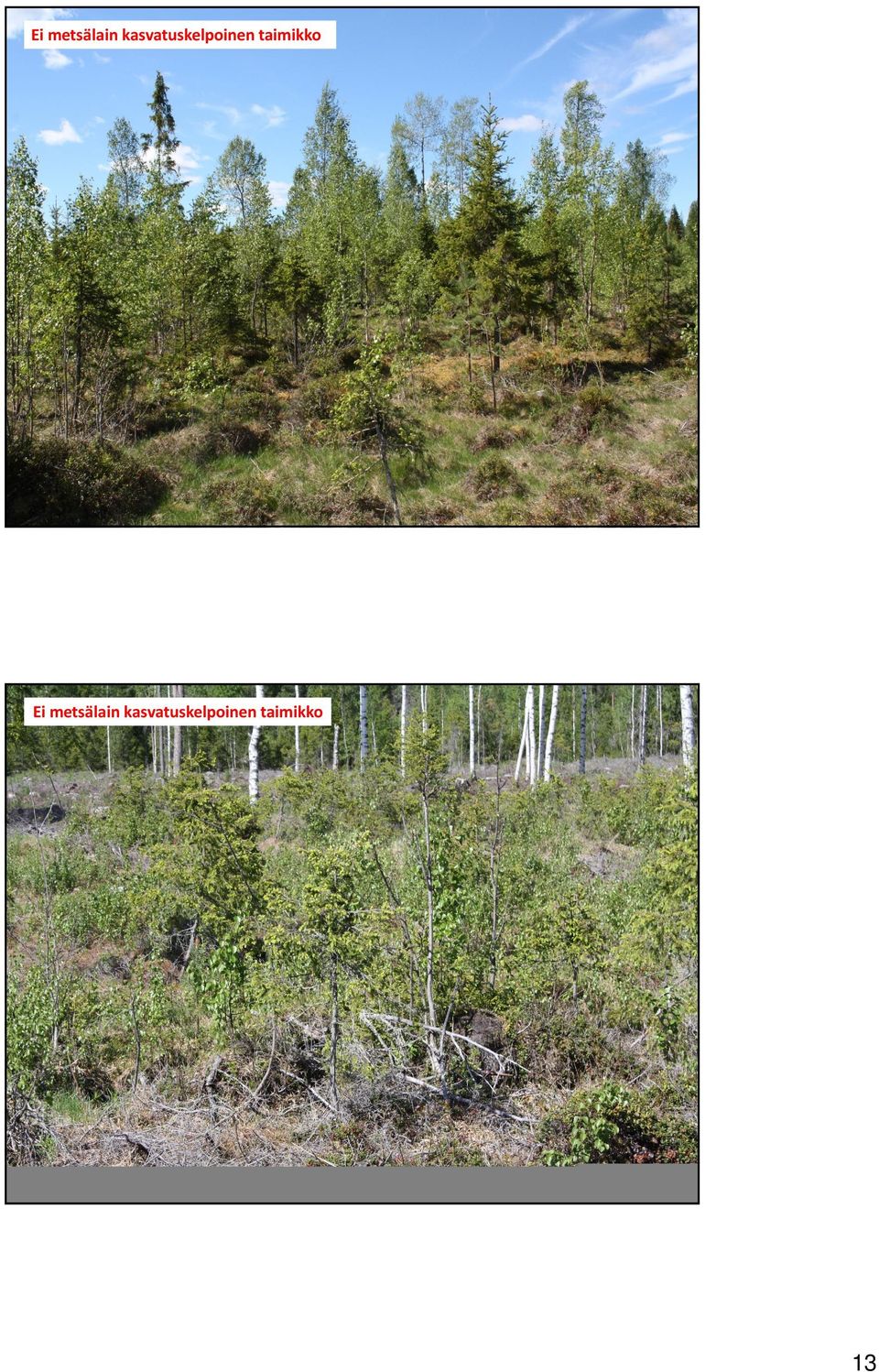 ei välittömästi uhkaa niiden kehitystä Suomen metsäkeskus 25 Ei metsälain kasvatuskelpoinen taimikko Uudistamisvelvoitteen täyttävä taimikko (VNA 11 ) Eteläinen ja keskinen Suomi: Havupuuvaltaiset