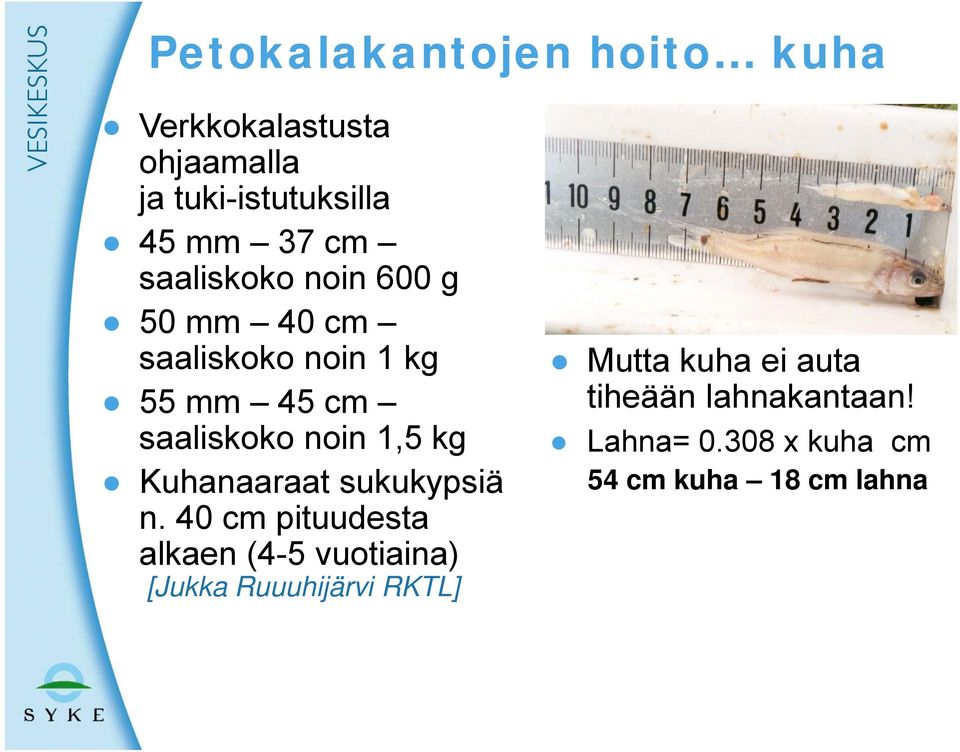 kg Kuhanaaraat sukukypsiä n.