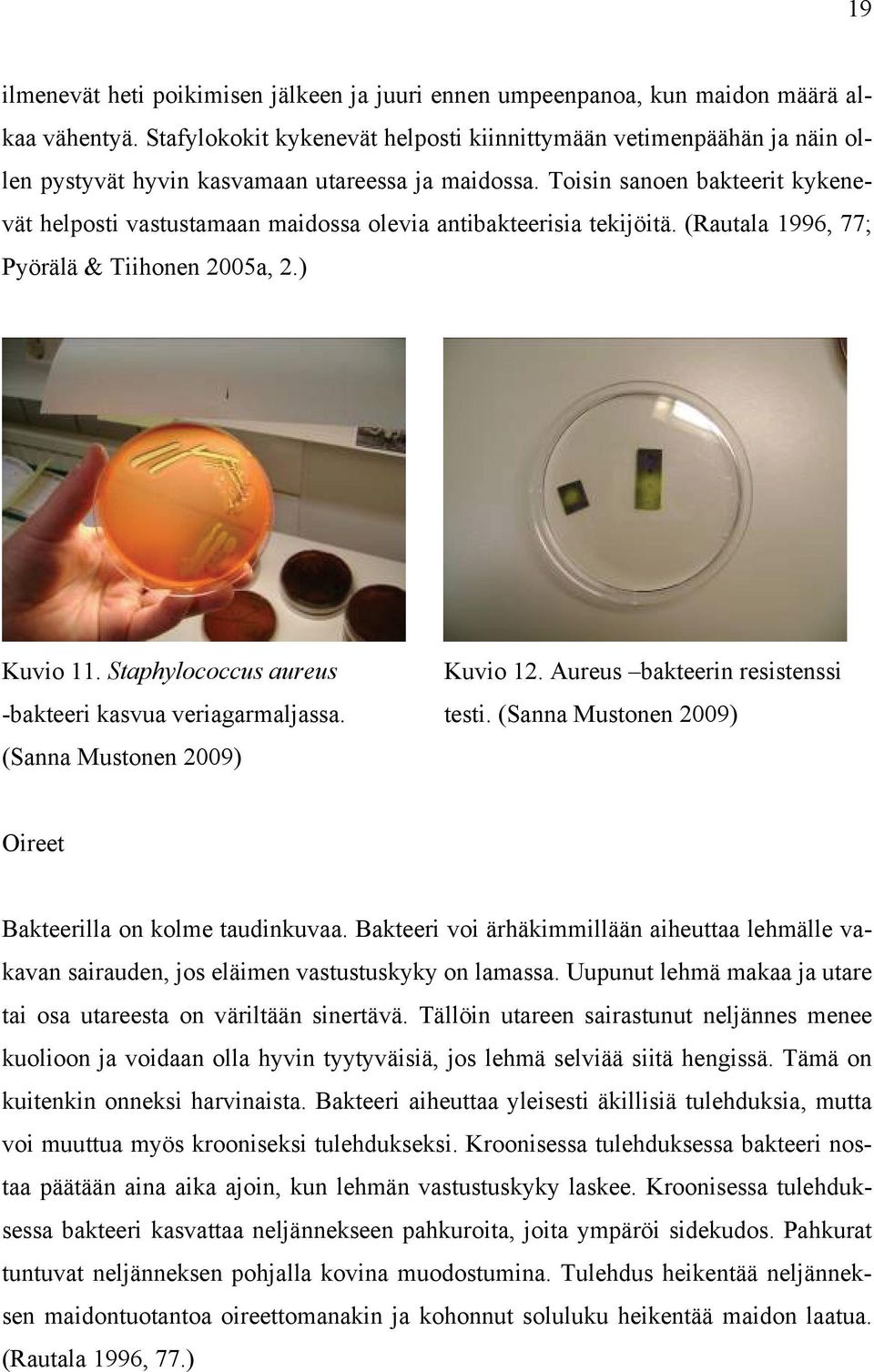 Toisin sanoen bakteerit kykenevät helposti vastustamaan maidossa olevia antibakteerisia tekijöitä. (Rautala 1996, 77; Pyörälä & Tiihonen 2005a, 2.) Kuvio 11. Staphylococcus aureus Kuvio 12.