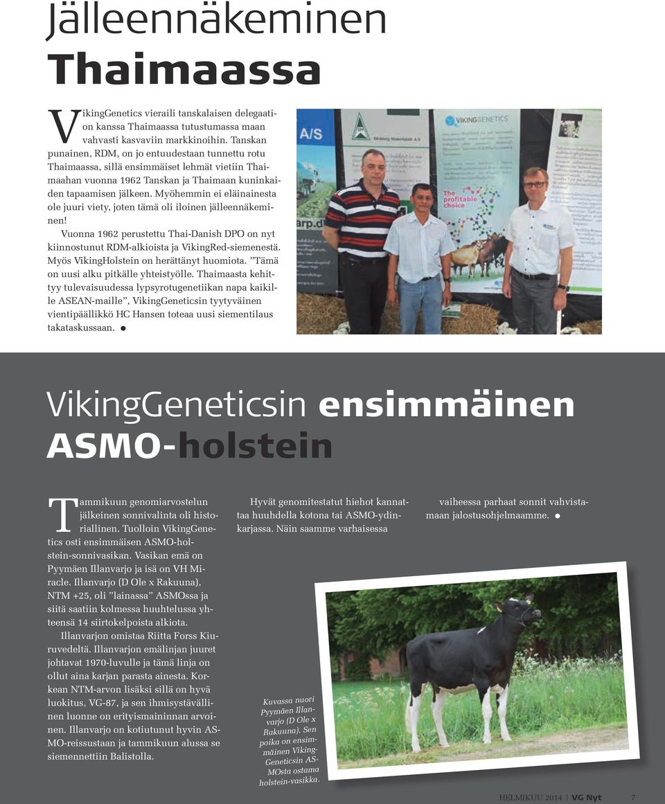 Myöhemmin ei eläinainesta ole juuri viety, joten tämä oli iloinen jälleennäkeminen! Vuonna 1962 perustettu Thai-Danish DPO on nyt kiinnostunut RDM-alkioista ja VikingRed-siemenestä.