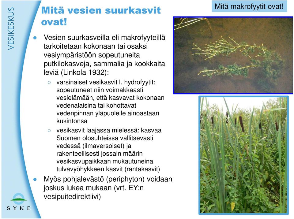 varsinaiset vesikasvit l.