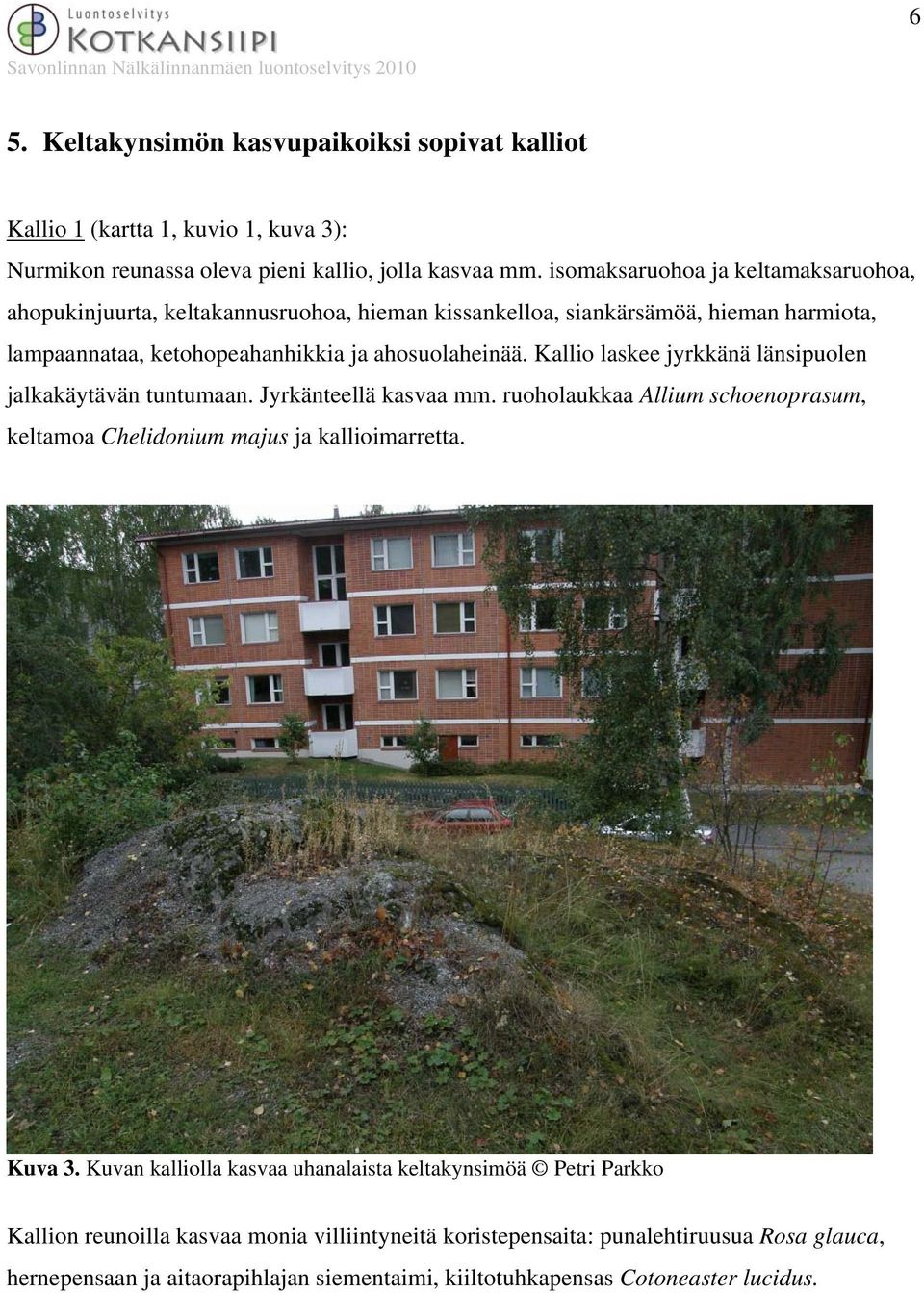 Kallio laskee jyrkkänä länsipuolen jalkakäytävän tuntumaan. Jyrkänteellä kasvaa mm. ruoholaukkaa Allium schoenoprasum, keltamoa Chelidonium majus ja kallioimarretta. Kuva 3.
