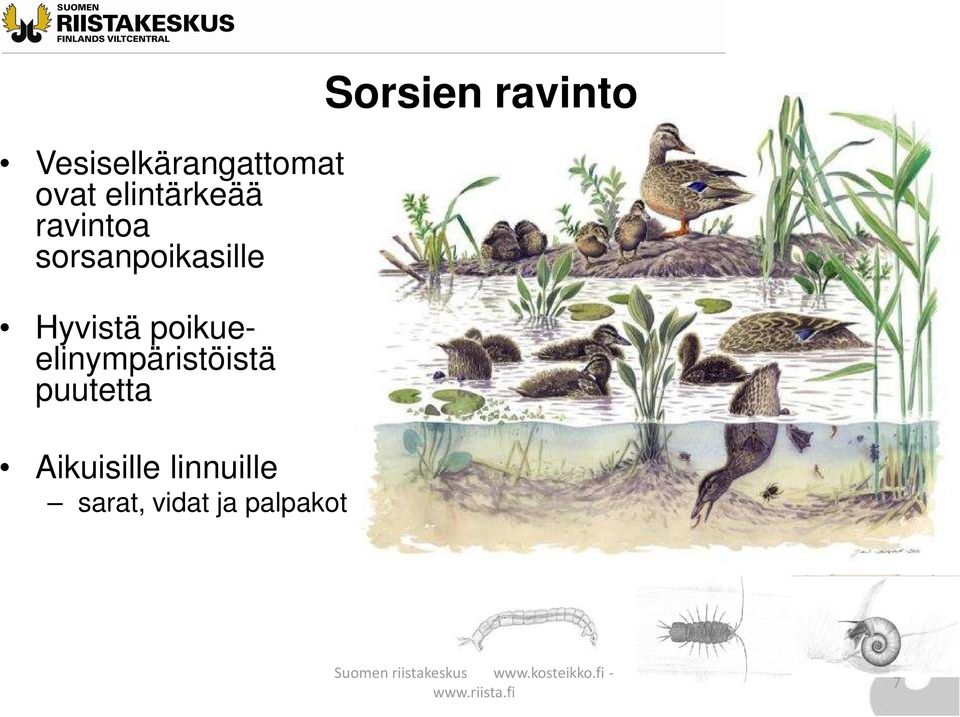 elinympäristöistä puutetta Aikuisille