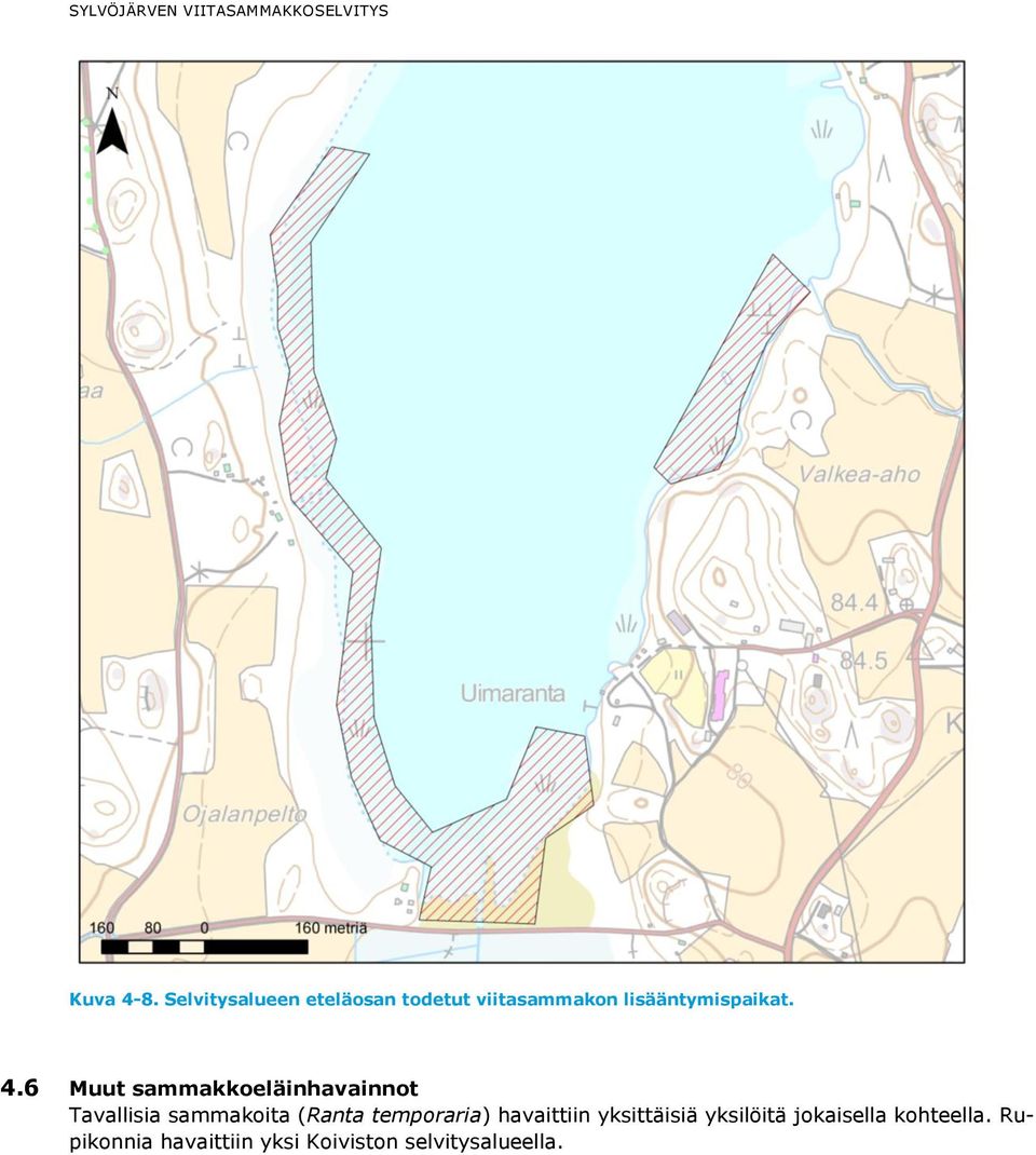 4.6 Muut sammakkoeläinhavainnot Tavallisia sammakoita (Ranta