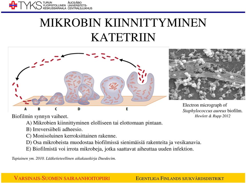 C) Monisoluinen kerroksittainen rakenne. D) Osa mikrobeista muodostaa biofilmissä sienimäisiä rakenteita ja vesikanavia.