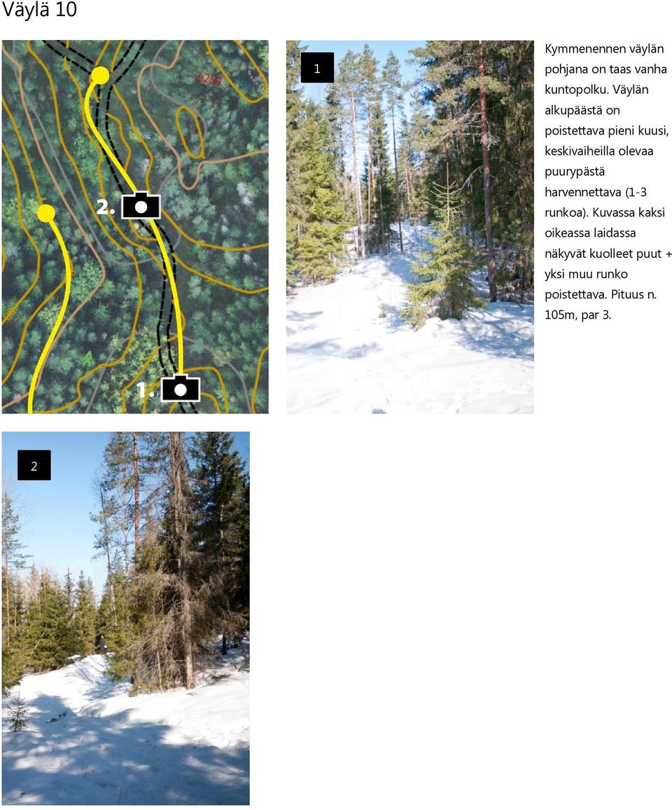 puurypästä harvennettava (-3 runkoa).