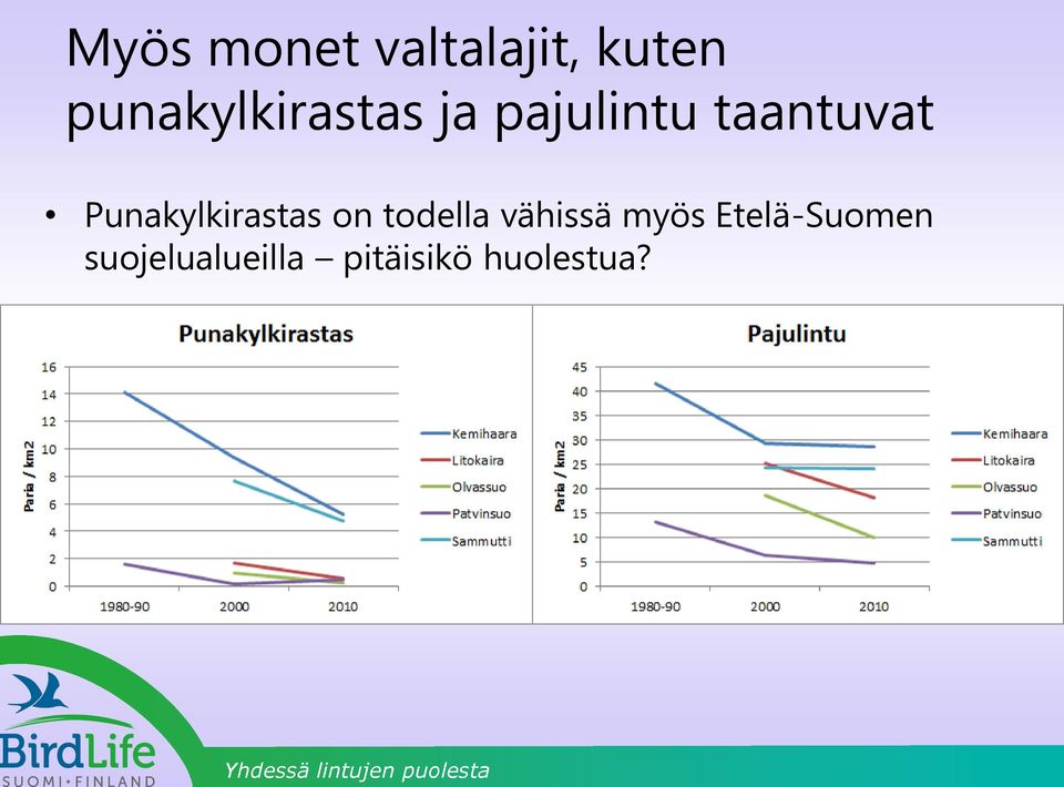 Punakylkirastas on todella vähissä myös