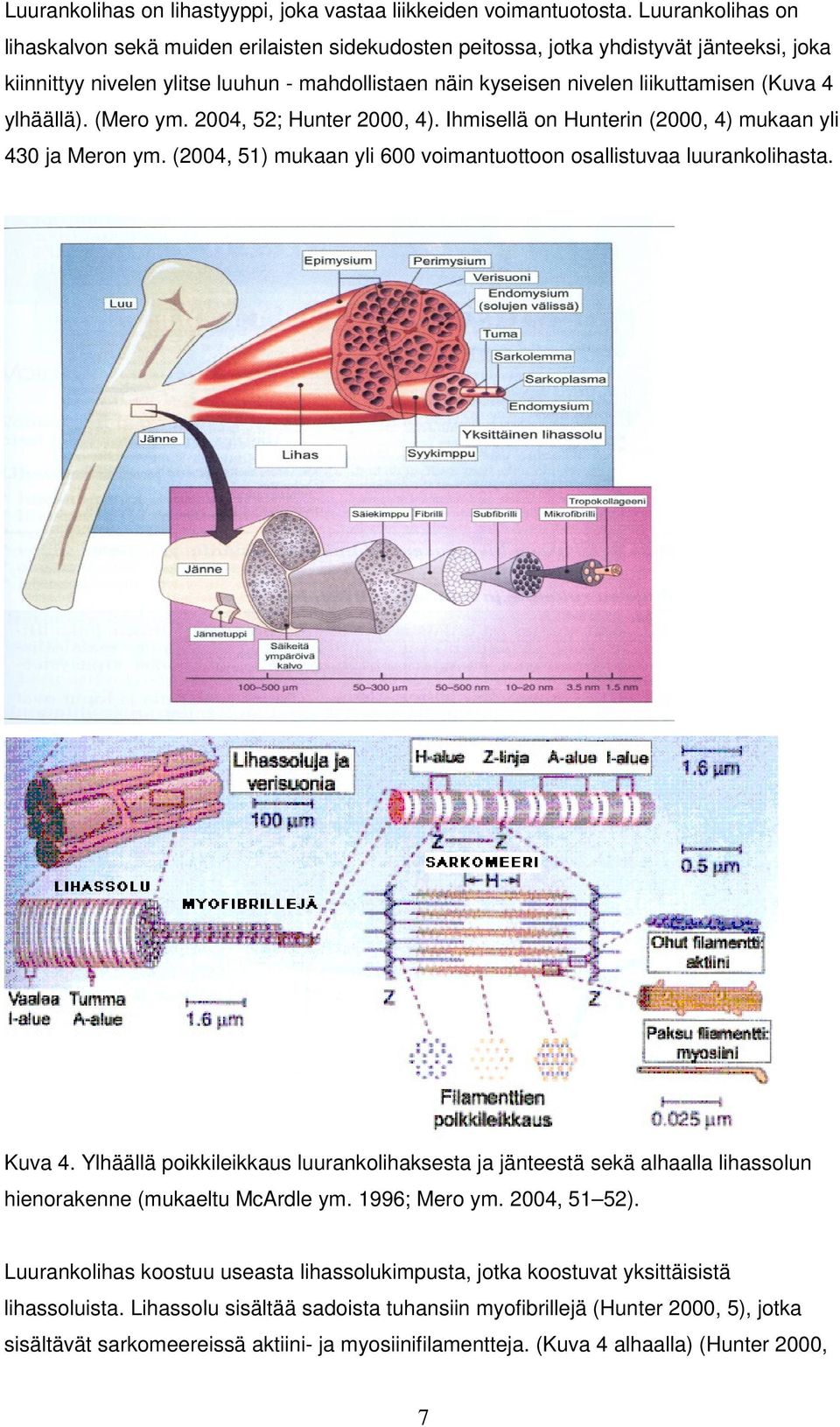 4 ylhäällä). (Mero ym. 2004, 52; Hunter 2000, 4). Ihmisellä on Hunterin (2000, 4) mukaan yli 430 ja Meron ym. (2004, 51) mukaan yli 600 voimantuottoon osallistuvaa luurankolihasta. Kuva 4.