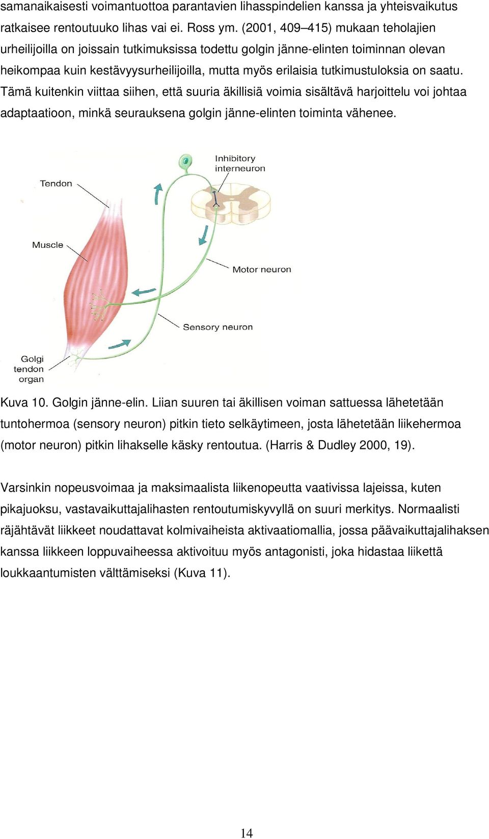 saatu. Tämä kuitenkin viittaa siihen, että suuria äkillisiä voimia sisältävä harjoittelu voi johtaa adaptaatioon, minkä seurauksena golgin jänne-elinten toiminta vähenee. Kuva 10. Golgin jänne-elin.