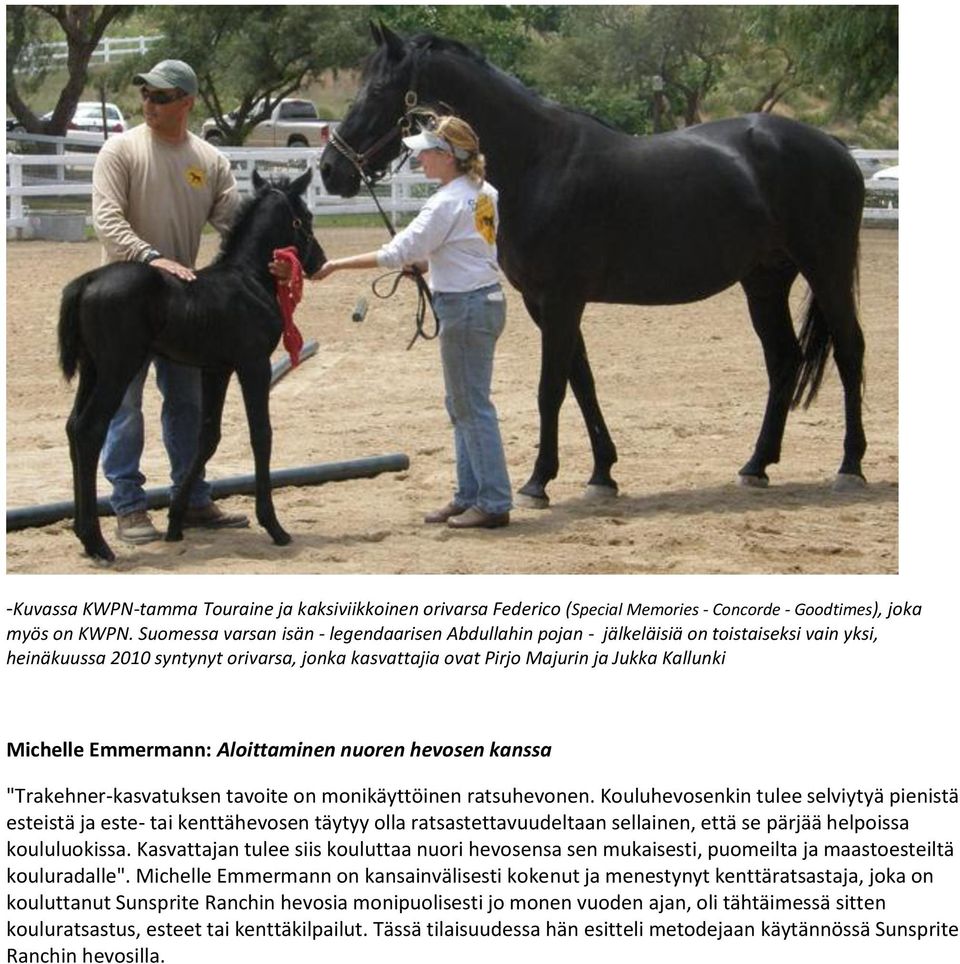 Emmermann: Aloittaminen nuoren hevosen kanssa "Trakehner-kasvatuksen tavoite on monikäyttöinen ratsuhevonen.