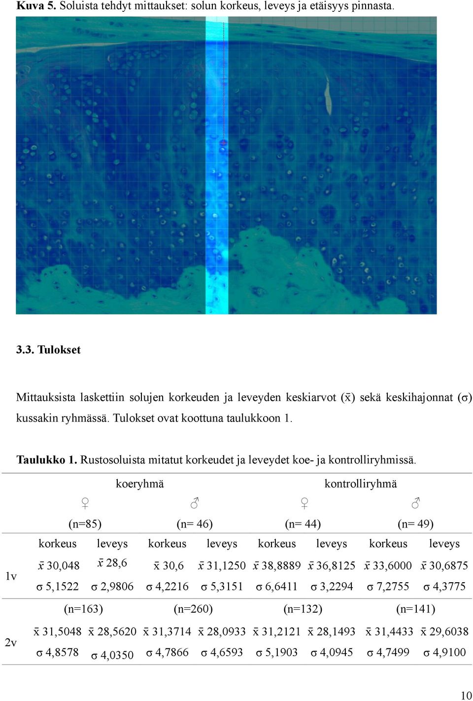 Rustosoluista mitatut korkeudet ja leveydet koe- ja kontrolliryhmissä.