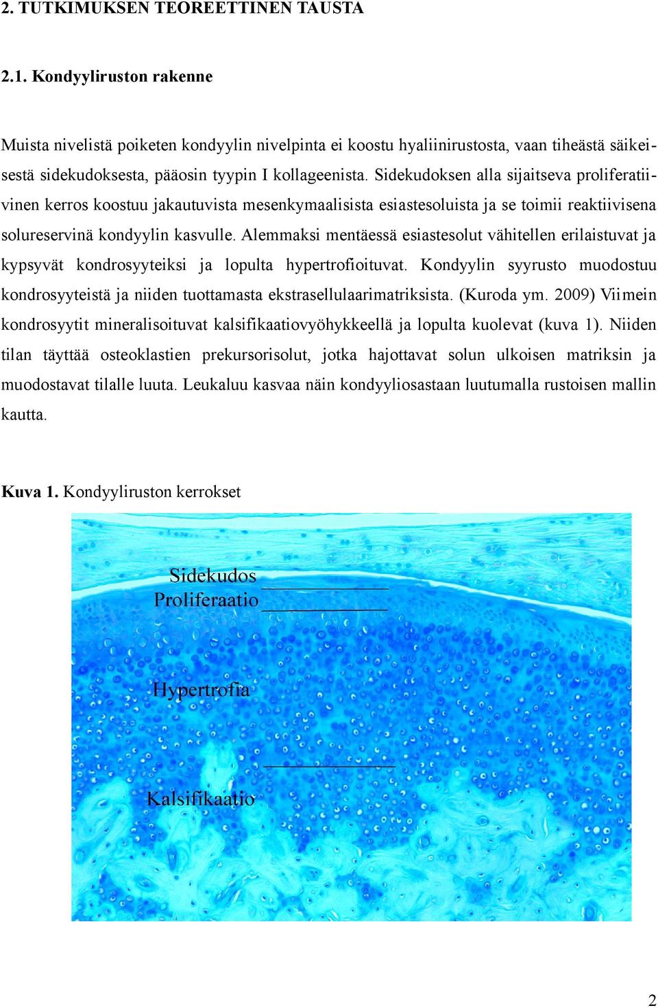 Sidekudoksen alla sijaitseva proliferatiivinen kerros koostuu jakautuvista mesenkymaalisista esiastesoluista ja se toimii reaktiivisena solureservinä kondyylin kasvulle.