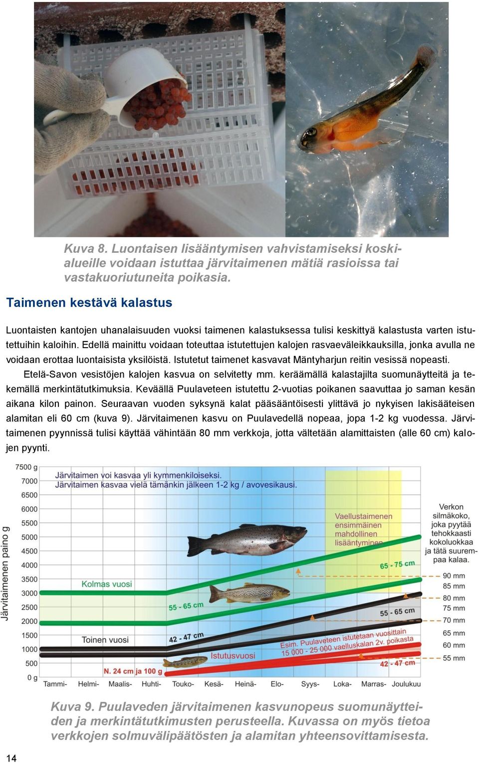 Edellä mainittu voidaan toteuttaa istutettujen kalojen rasvaeväleikkauksilla, jonka avulla ne voidaan erottaa luontaisista yksilöistä. Istutetut taimenet kasvavat Mäntyharjun reitin vesissä nopeasti.