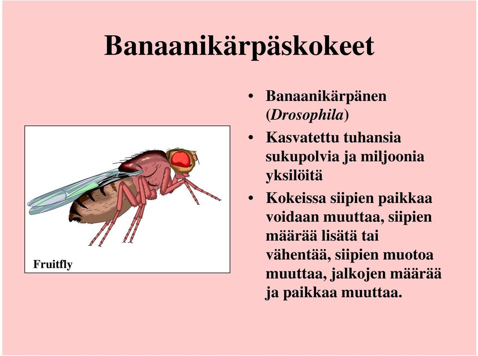 siipien paikkaa voidaan muuttaa, siipien määrää lisätä tai