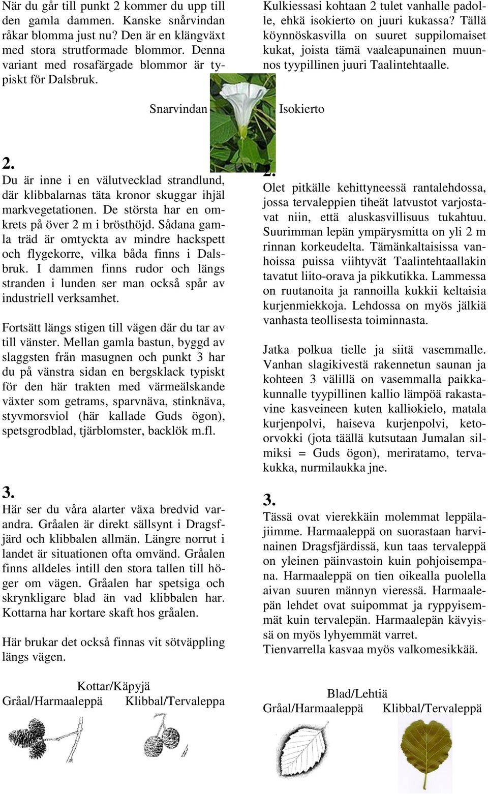 Tällä köynnöskasvilla on suuret suppilomaiset kukat, joista tämä vaaleapunainen muunnos tyypillinen juuri Taalintehtaalle. Isokierto 2.