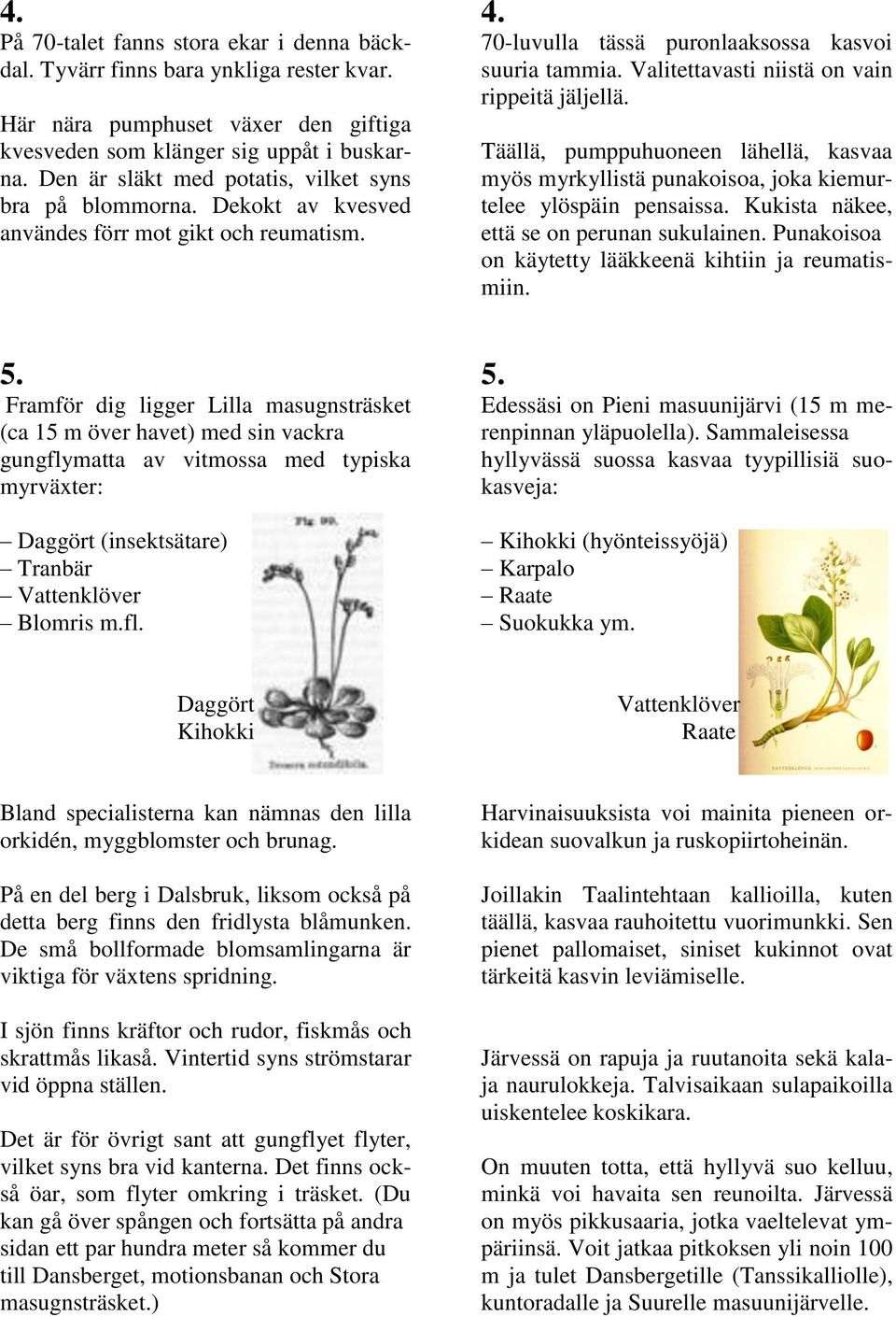 Valitettavasti niistä on vain rippeitä jäljellä. Täällä, pumppuhuoneen lähellä, kasvaa myös myrkyllistä punakoisoa, joka kiemurtelee ylöspäin pensaissa. Kukista näkee, että se on perunan sukulainen.