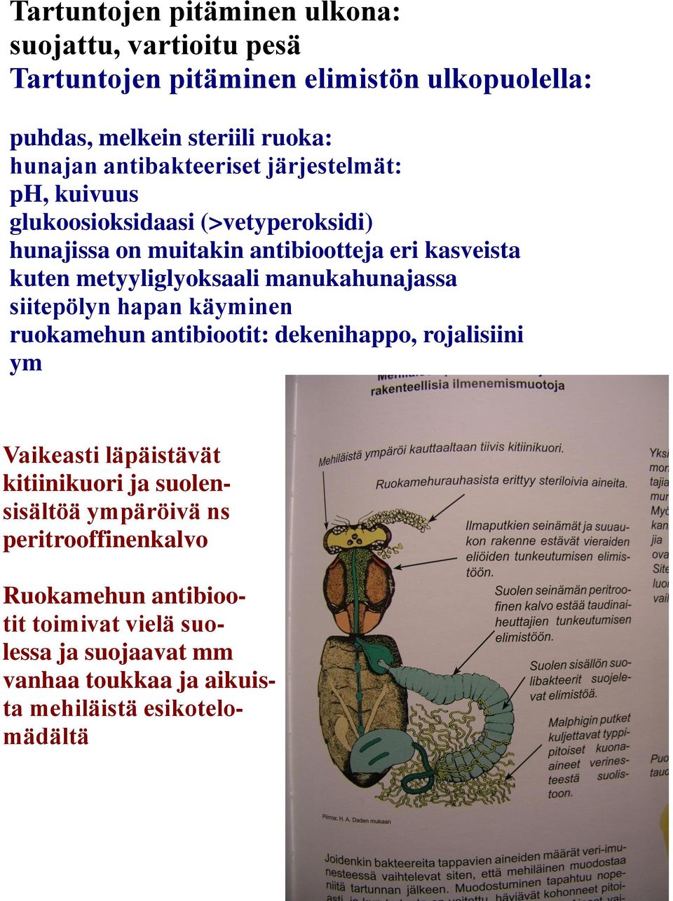 metyyliglyoksaali manukahunajassa siitepölyn hapan käyminen ruokamehun antibiootit: dekenihappo, rojalisiini ym Vaikeasti läpäistävät kitiinikuori