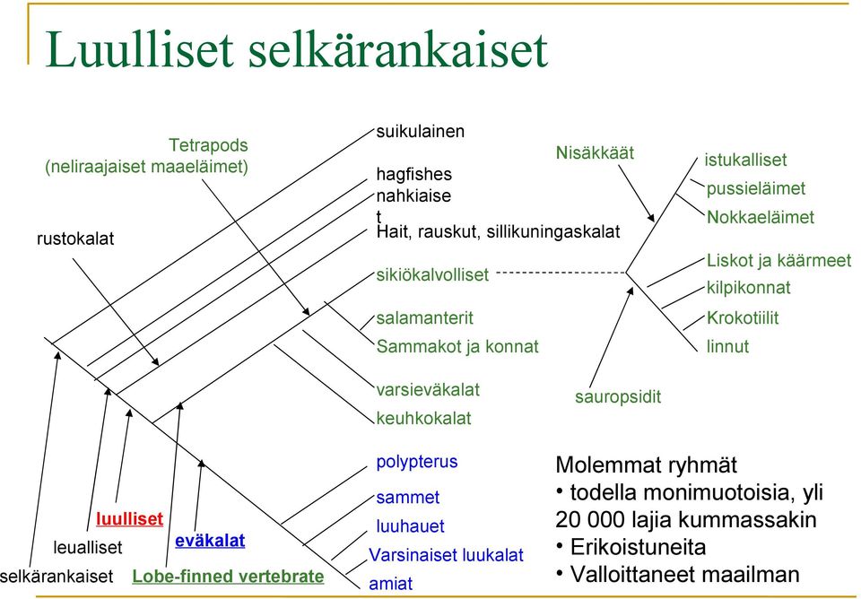 Krokotiilit linnut luulliset leualliset eväkalat selkärankaiset Lobe-finned vertebrate varsieväkalat keuhkokalat polypterus sammet