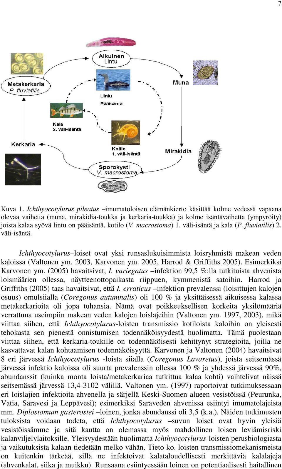 lintu on pääisäntä, kotilo (V. macrostoma) 1. väli-isäntä ja kala (P. fluviatilis) 2. väli-isäntä. Ichthyocotylurus loiset ovat yksi runsaslukuisimmista loisryhmistä makean veden kaloissa (Valtonen ym.