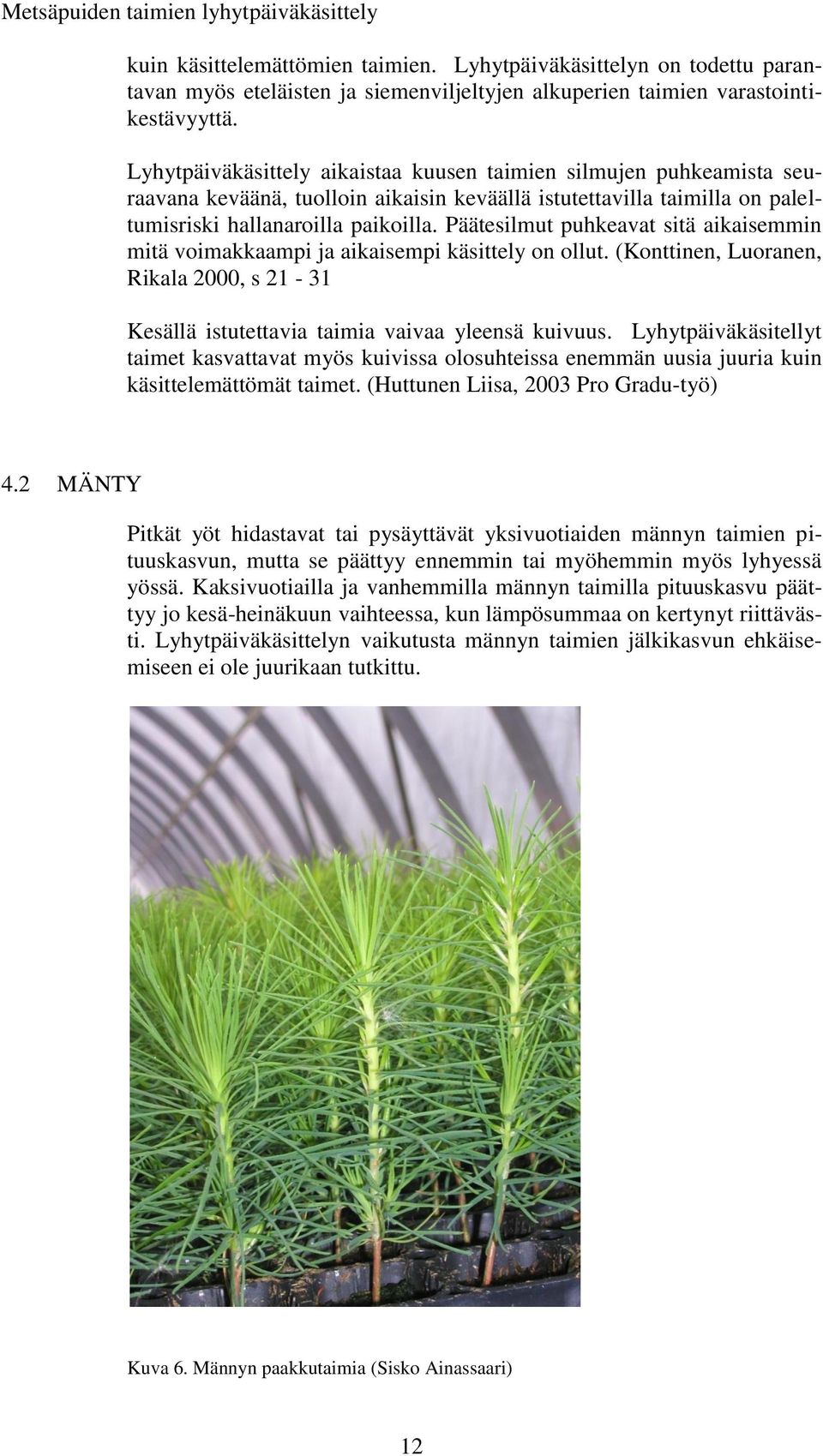 Päätesilmut puhkeavat sitä aikaisemmin mitä voimakkaampi ja aikaisempi käsittely on ollut. (Konttinen, Luoranen, Rikala 2000, s 21-31 Kesällä istutettavia taimia vaivaa yleensä kuivuus.