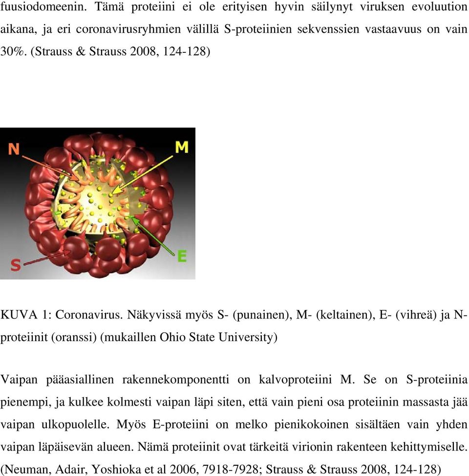 Näkyvissä myös S- (punainen), M- (keltainen), E- (vihreä) ja N- proteiinit (oranssi) (mukaillen Ohio State University) Vaipan pääasiallinen rakennekomponentti on kalvoproteiini M.