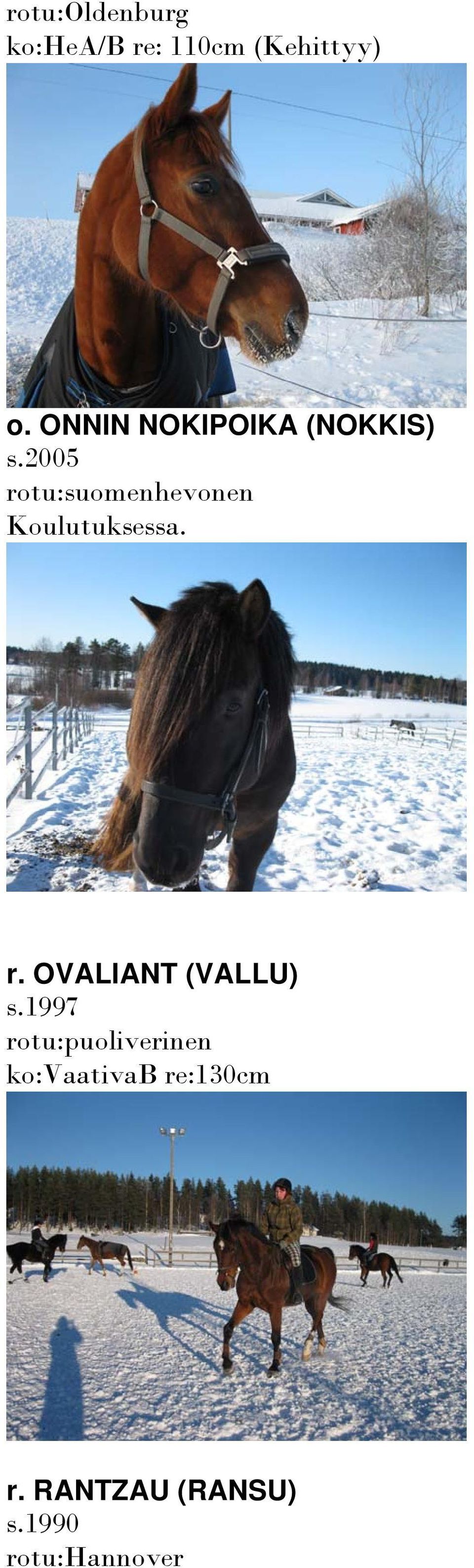 2005 rotu:suomenhevonen Koulutuksessa. r. OVALIANT (VALLU) s.