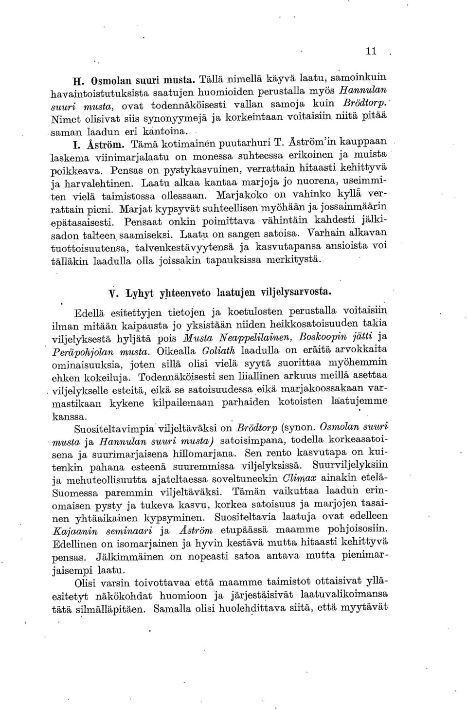 Aström'in kauppaan laskema viinimarjalaatu on monessa suhteessa erikoinen ja muista poikkeava. Pensas on pystykasvuinen, verrattain hitaasti kehittyvä ja harvalehtinen.