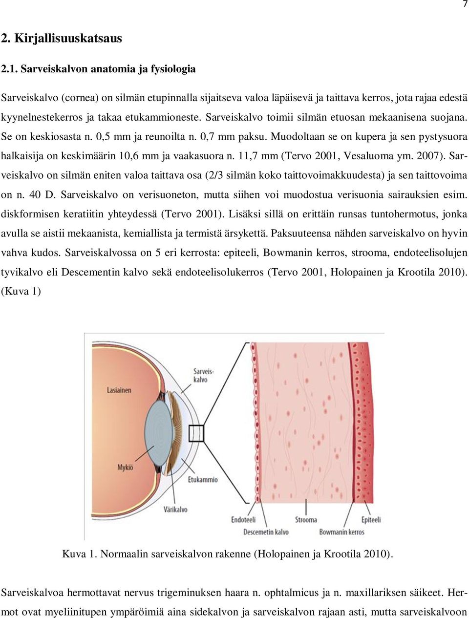 Sarveiskalvo toimii silmän etuosan mekaanisena suojana. Se on keskiosasta n. 0,5 mm ja reunoilta n. 0,7 mm paksu.