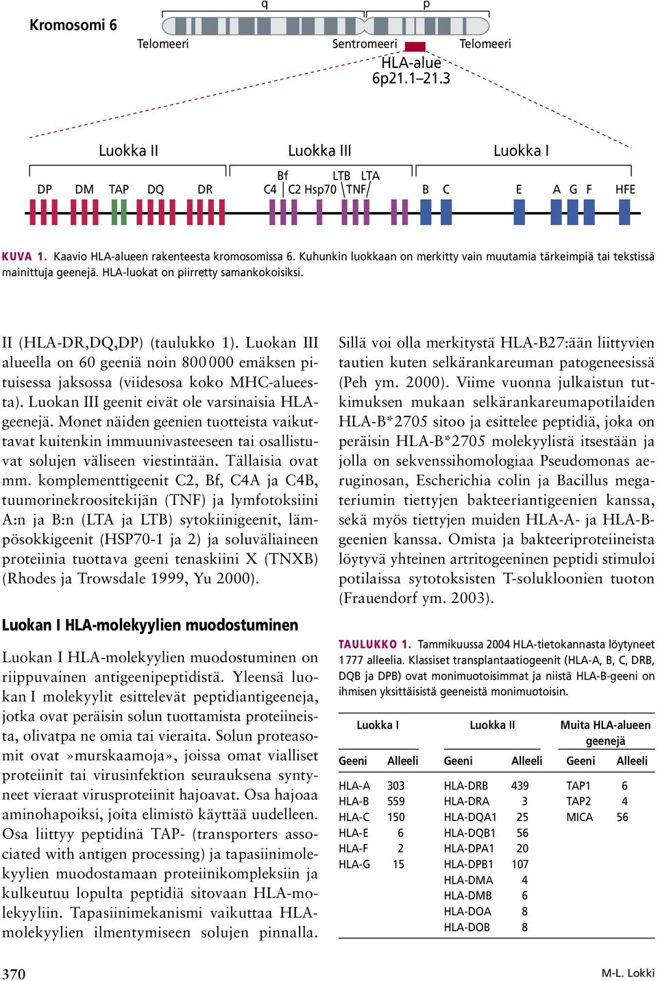 II (HA-DR,DQ,DP) (taulukko 1). uokan III alueella on 60 geeniä noin 800 000 emäksen pituisessa jaksossa (viidesosa koko MHC-alueesta). uokan III geenit eivät ole varsinaisia HAgeenejä.