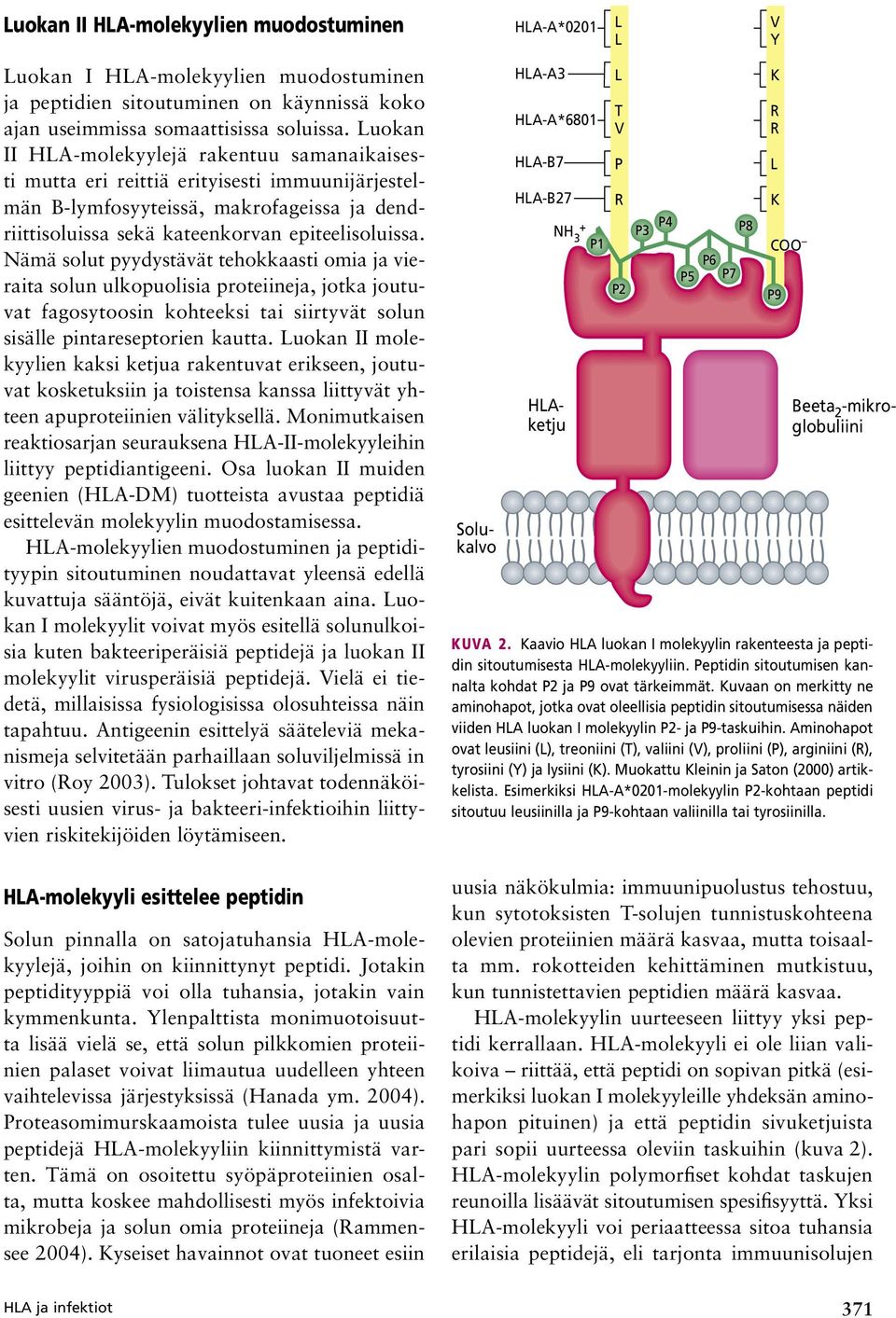 Nämä solut pyydystävät tehokkaasti omia ja vieraita solun ulkopuolisia proteiineja, jotka joutuvat fagosytoosin kohteeksi tai siirtyvät solun sisälle pintareseptorien kautta.