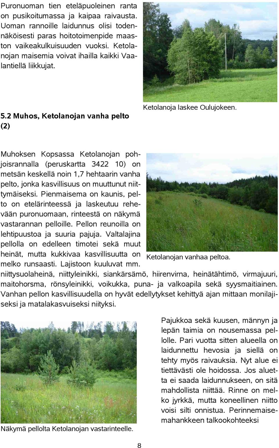 2 Muhos, Ketolanojan vanha pelto (2) Muhoksen Kopsassa Ketolanojan pohjoisrannalla (peruskartta 3422 10) on metsän keskellä noin 1,7 hehtaarin vanha pelto, jonka kasvillisuus on muuttunut