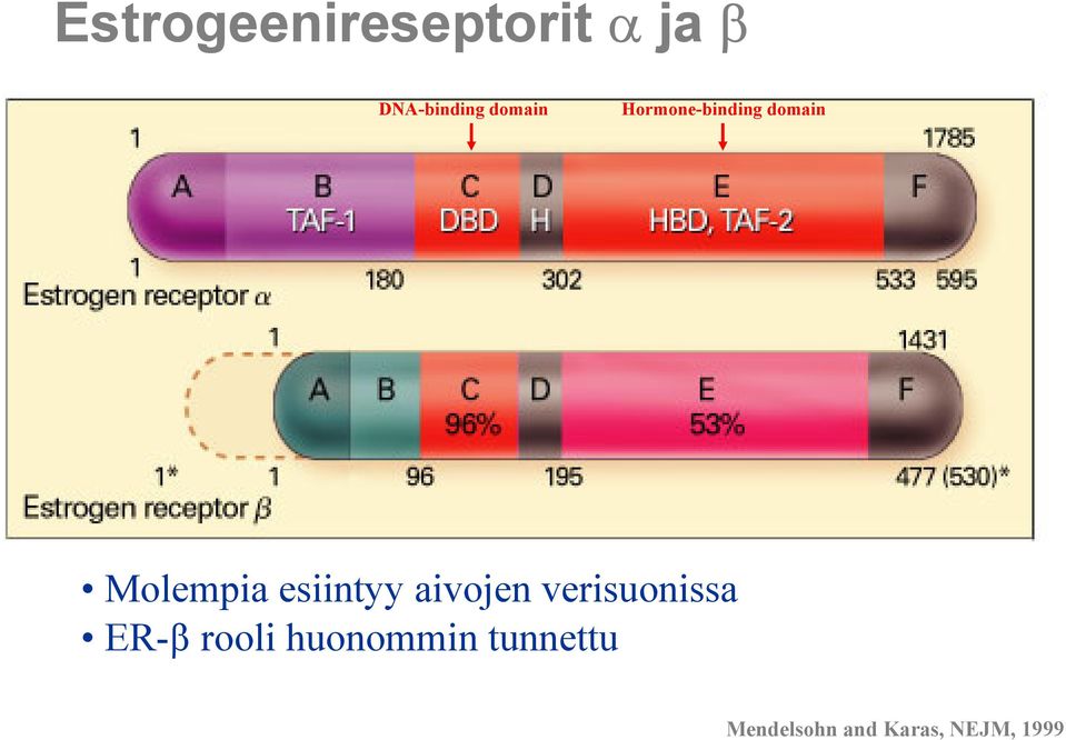 esiintyy aivojen verisuonissa ER-β rooli
