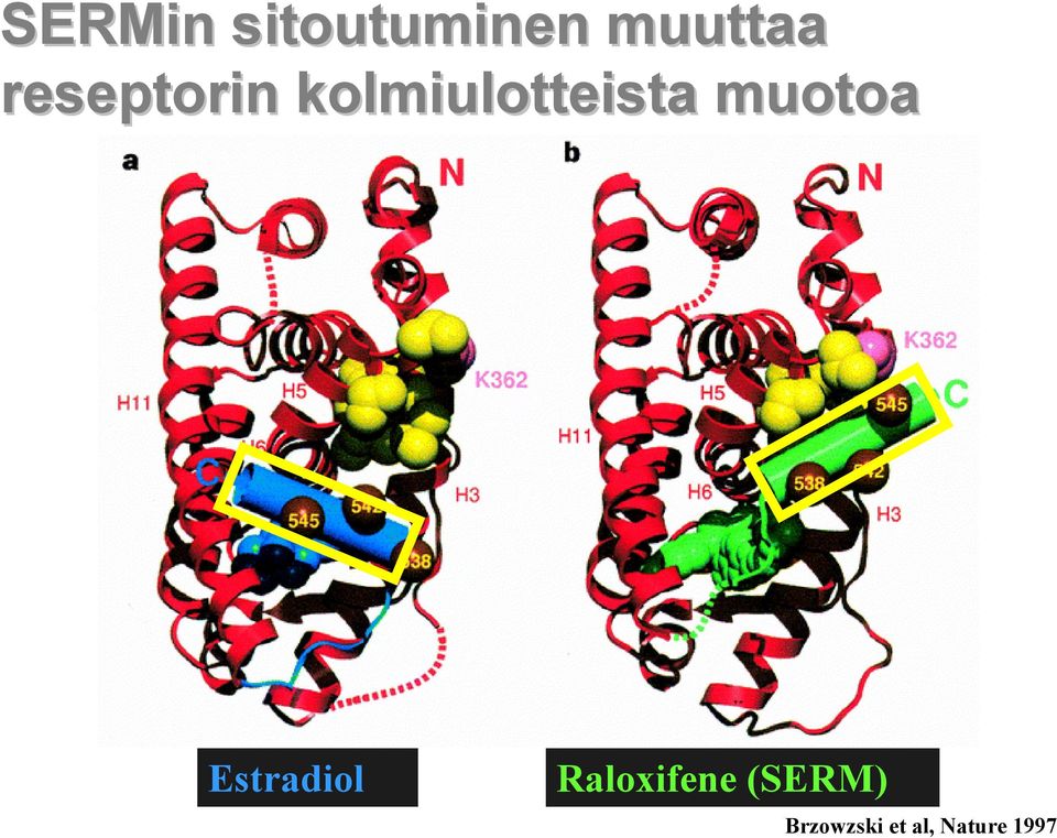 muotoa Estradiol Raloxifene