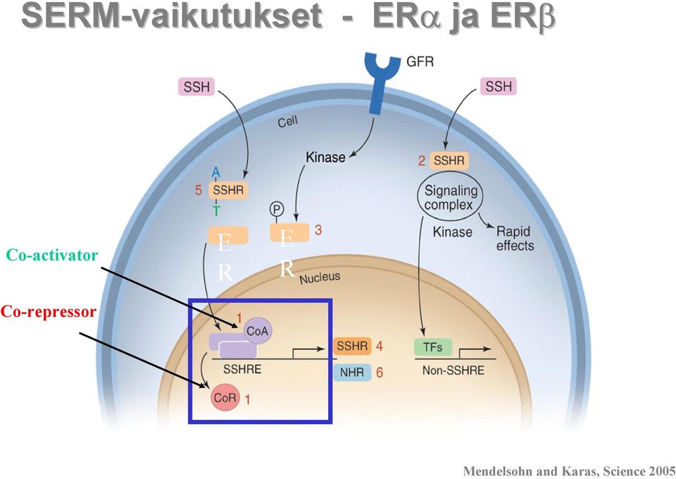Co-repressor E R E R