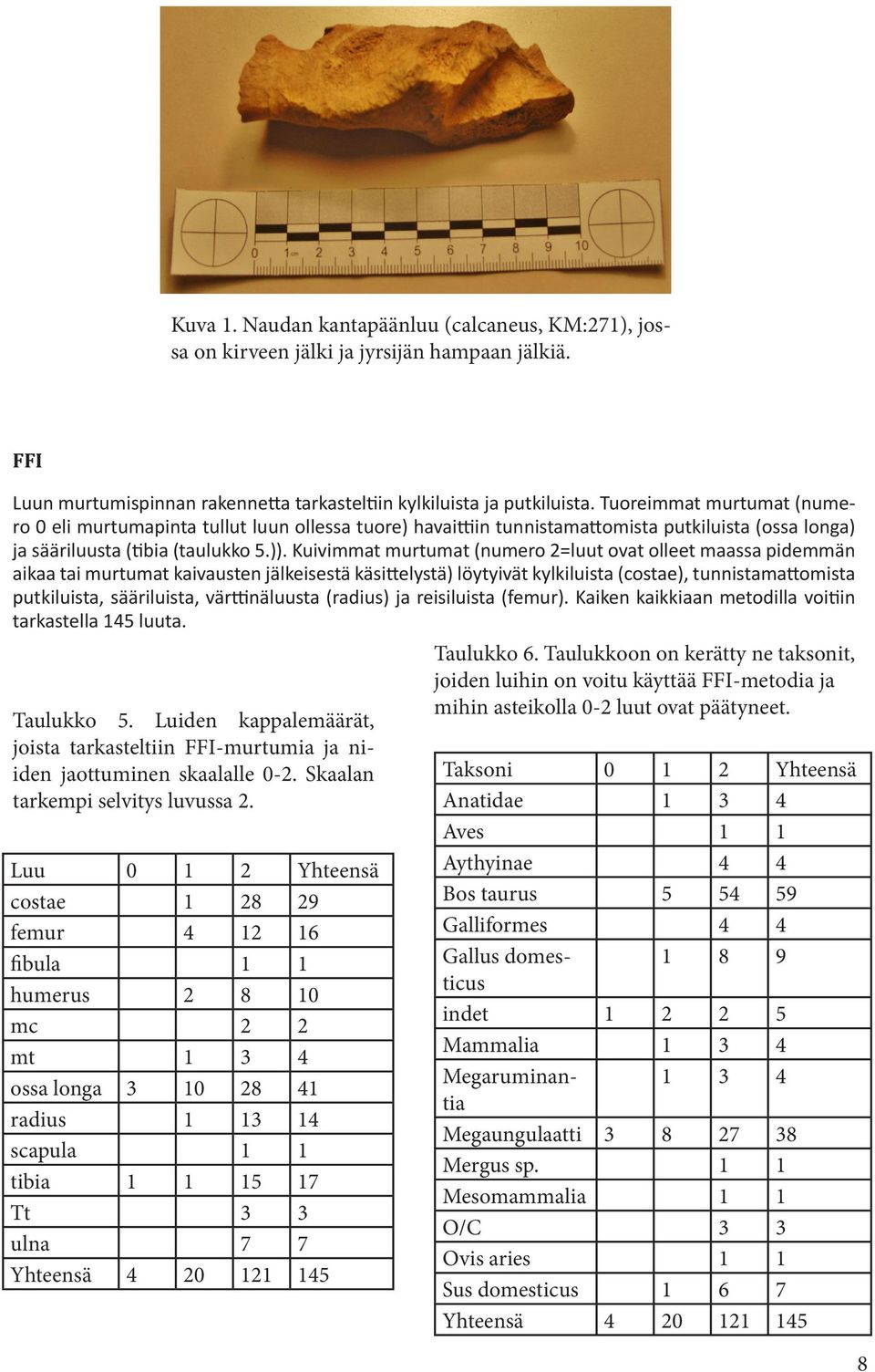 Kuivimmat murtumat (numero 2=luut ovat olleet maassa pidemmän aikaa tai murtumat kaivausten jälkeisestä käsittelystä) löytyivät kylkiluista (costae), tunnistamattomista putkiluista, sääriluista,