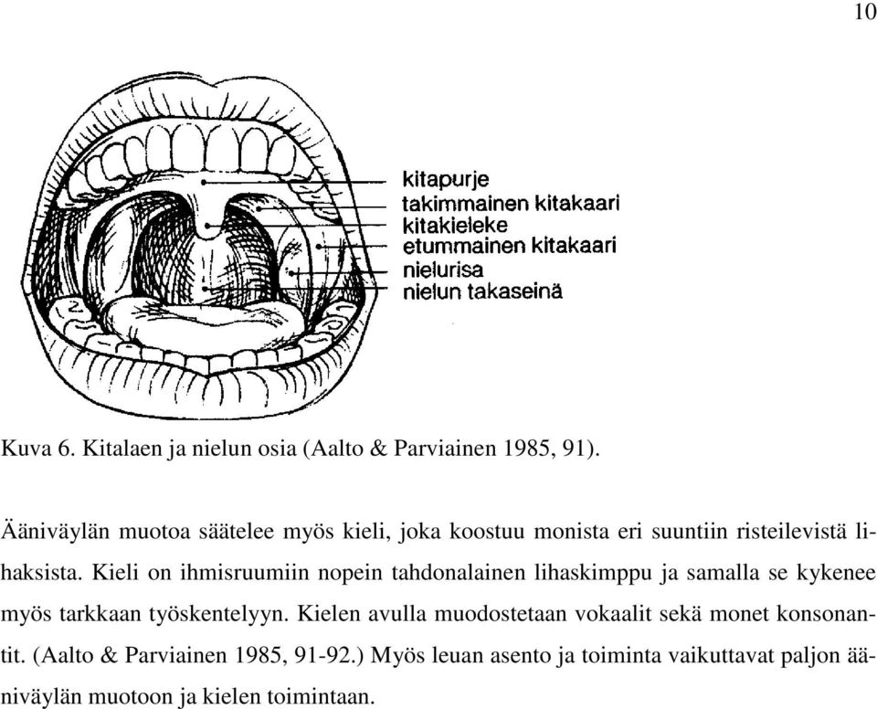 Kieli on ihmisruumiin nopein tahdonalainen lihaskimppu ja samalla se kykenee myös tarkkaan työskentelyyn.