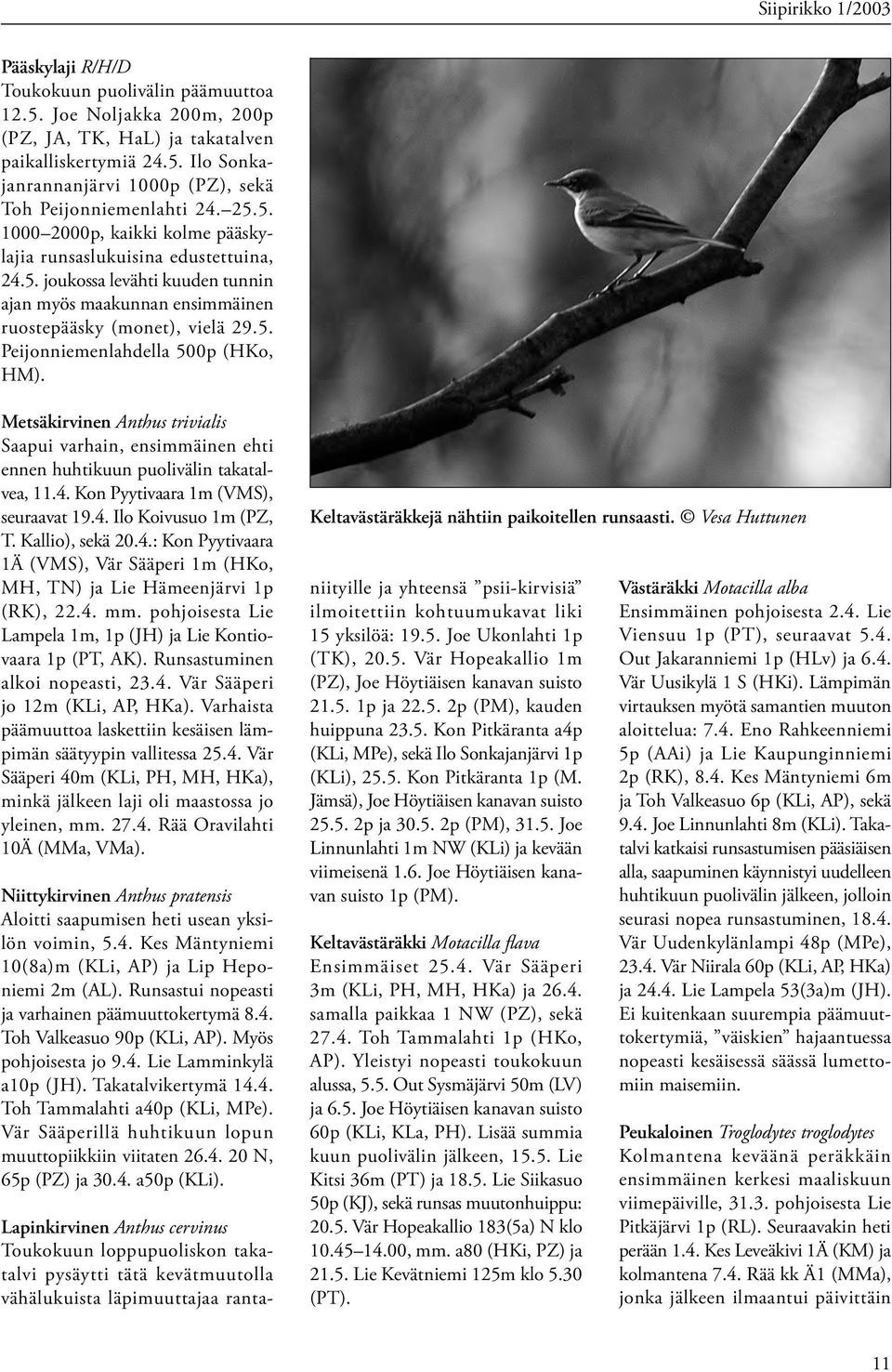 Metsäkirvinen Anthus trivialis Saapui varhain, ensimmäinen ehti ennen huhtikuun puolivälin takatalvea, 11.4. Kon Pyytivaara 1m (VMS), seuraavat 19.4. Ilo Koivusuo 1m (PZ, T. Kallio), sekä 20.4.: Kon Pyytivaara 1Ä (VMS), Vär Sääperi 1m (HKo, MH, TN) ja Lie Hämeenjärvi 1p (RK), 22.