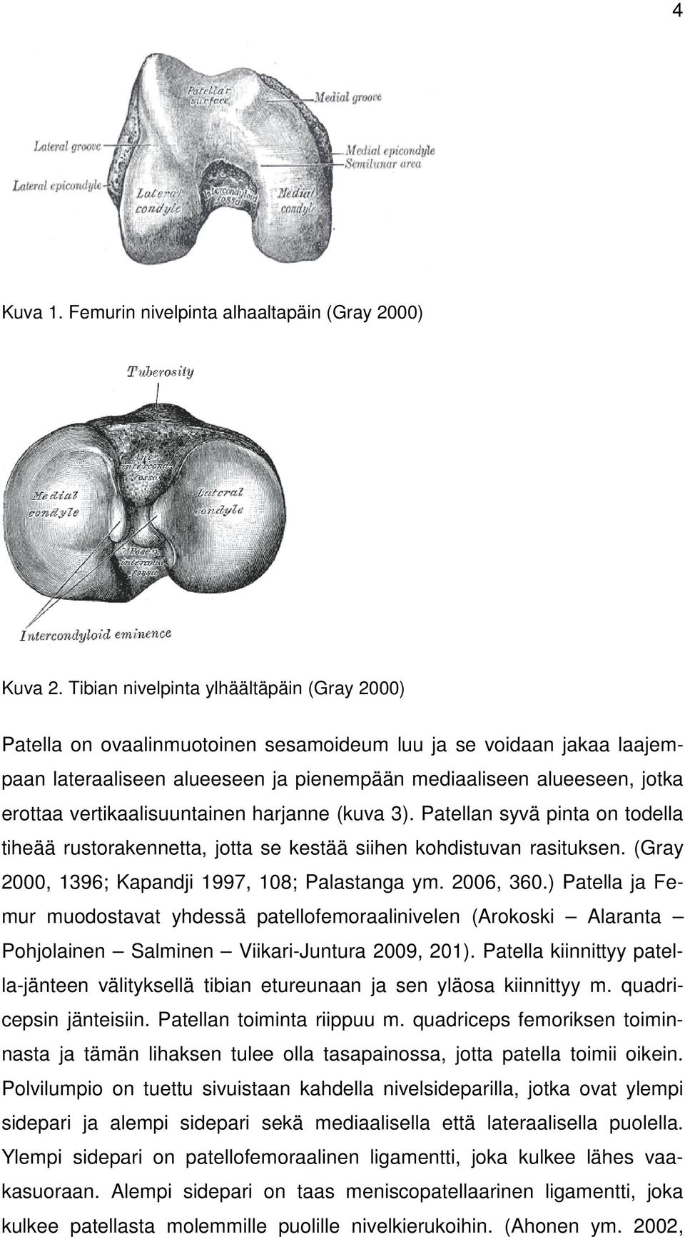 vertikaalisuuntainen harjanne (kuva 3). Patellan syvä pinta on todella tiheää rustorakennetta, jotta se kestää siihen kohdistuvan rasituksen. (Gray 2000, 1396; Kapandji 1997, 108; Palastanga ym.