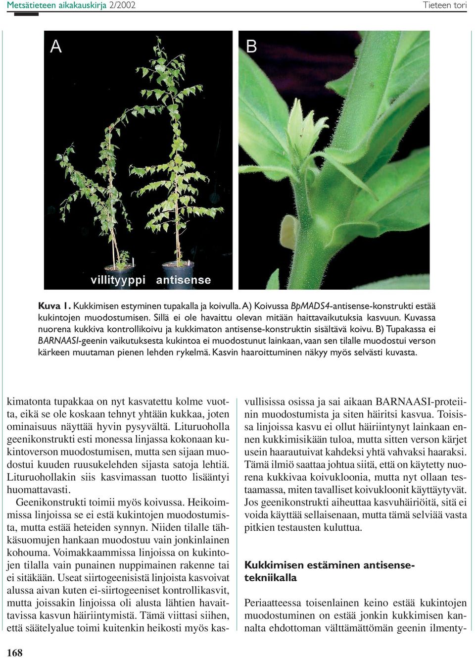 B) Tupakassa ei BARNAASI-geenin vaikutuksesta kukintoa ei muodostunut lainkaan, vaan sen tilalle muodostui verson kärkeen muutaman pienen lehden rykelmä.