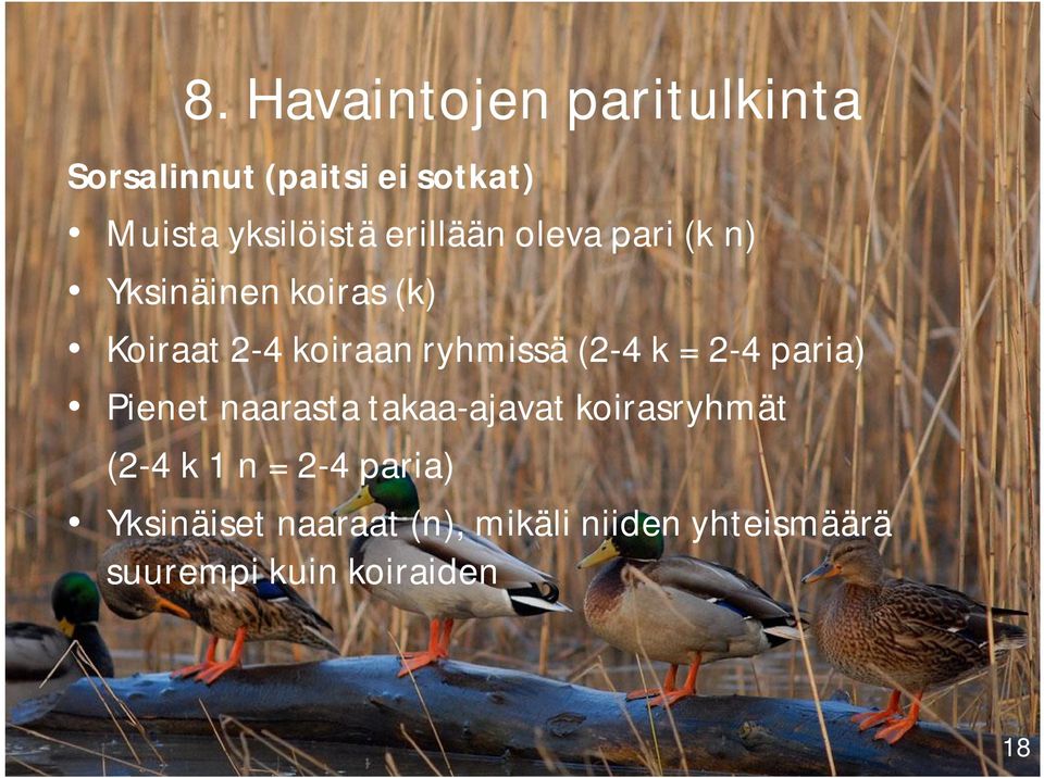 (2-4 k = 2-4 paria) Pienet naarasta takaa-ajavat koirasryhmät (2-4 k 1 n = 2-4