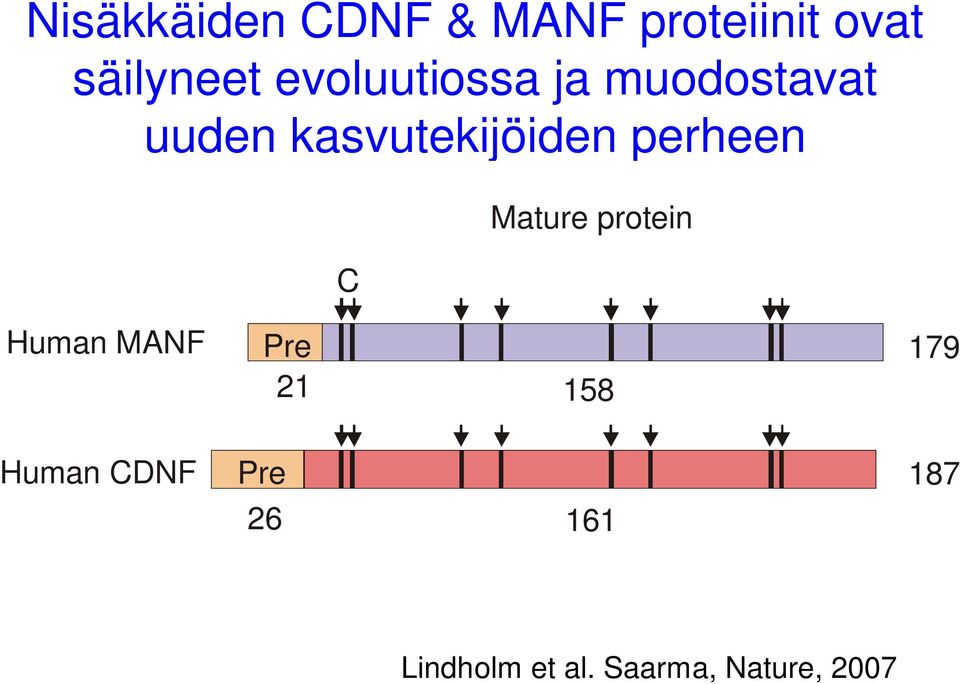 perheen C Mature protein Human MANF Pre 179 21 158