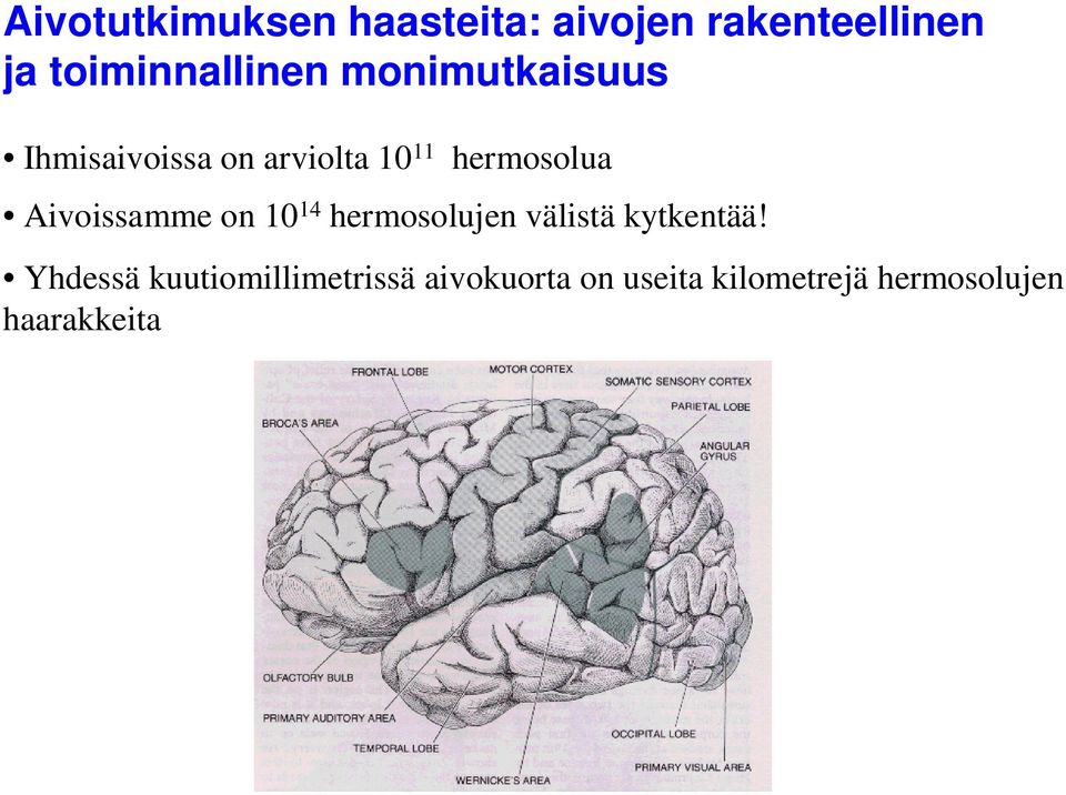 hermosolua Aivoissamme on 10 14 hermosolujen välistä kytkentää!