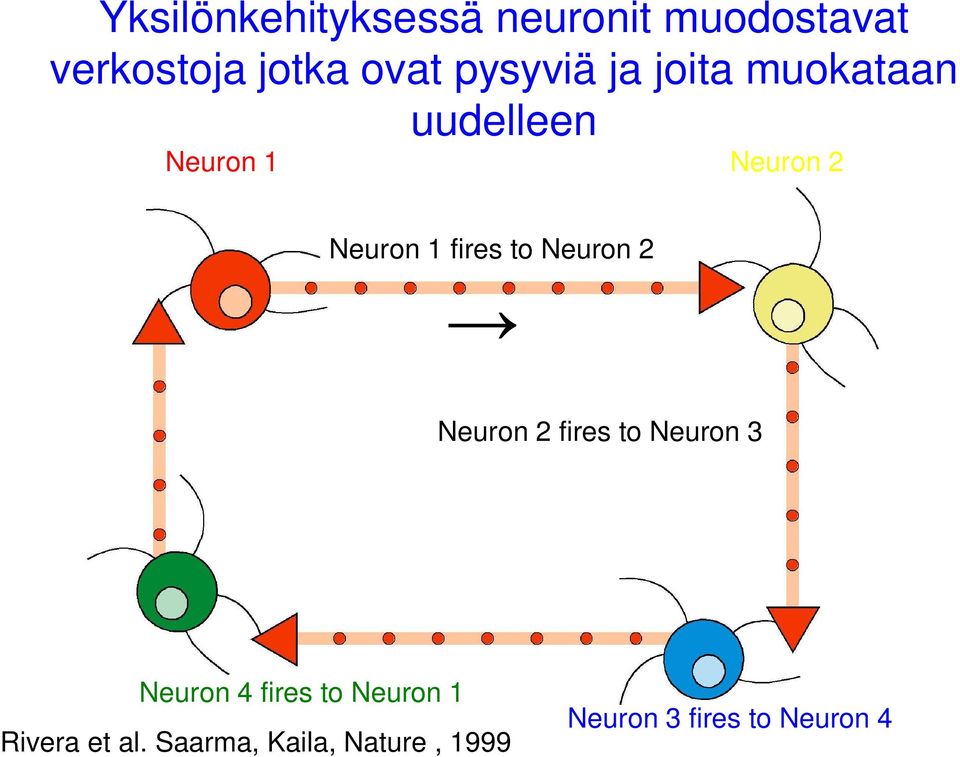 fires to Neuron 2 Neuron 2 fires to Neuron 3 Neuron 4 fires to