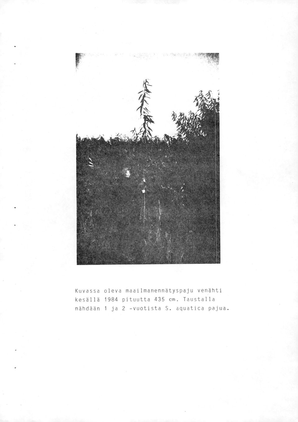 kesällä 1984 pituutta 435 cm.