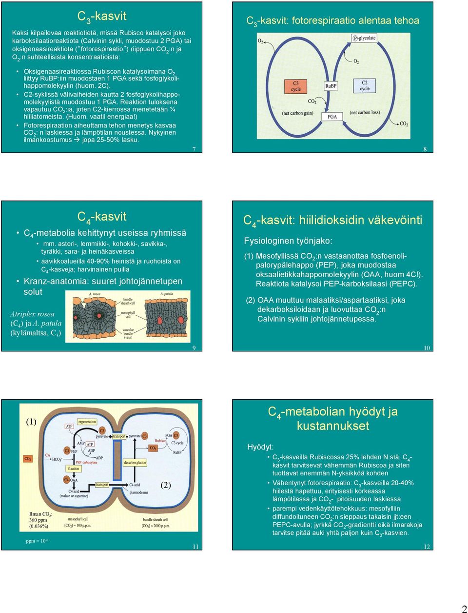 C2syklissä välivaiheiden kautta 2 fosfoglykolihappomolekyylistä muodostuu PGA. Reaktion tuloksena vapautuu CO2:ia, joten C2kierrossa menetetään ¼ hiiliatomeista. (Huom. vaatii energiaa!