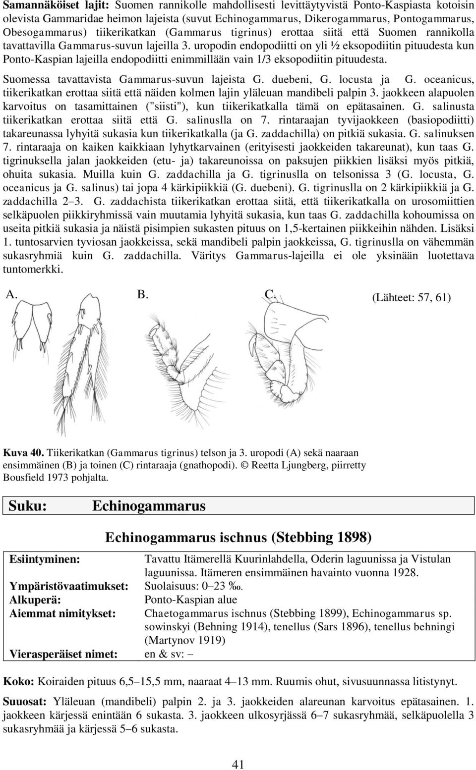 uropodin endopodiitti on yli ½ eksopodiitin pituudesta kun Ponto-Kaspian lajeilla endopodiitti enimmillään vain 1/3 eksopodiitin pituudesta. Suomessa tavattavista Gammarus-suvun lajeista G.