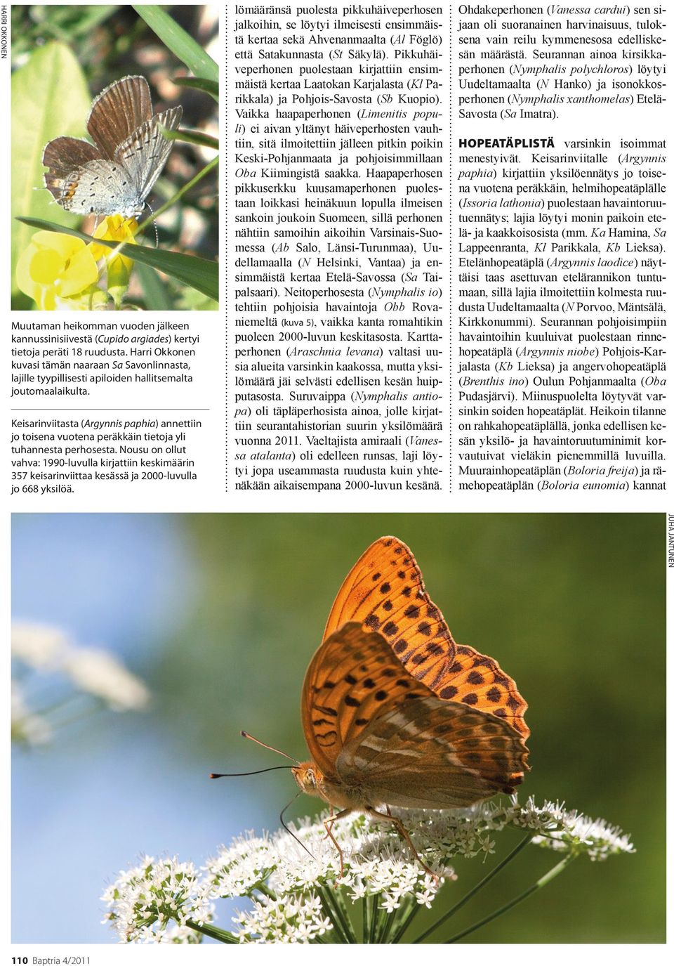 Keisarinviitasta (Argynnis paphia) annettiin jo toisena vuotena peräkkäin tietoja yli tuhannesta perhosesta.