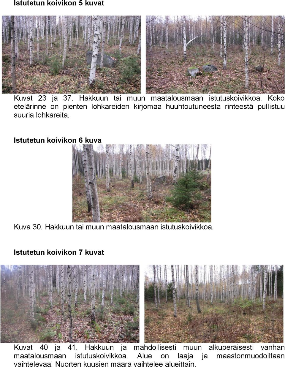 Istutetun koivikon 6 kuva Kuva 30. Hakkuun tai muun maatalousmaan istutuskoivikkoa.