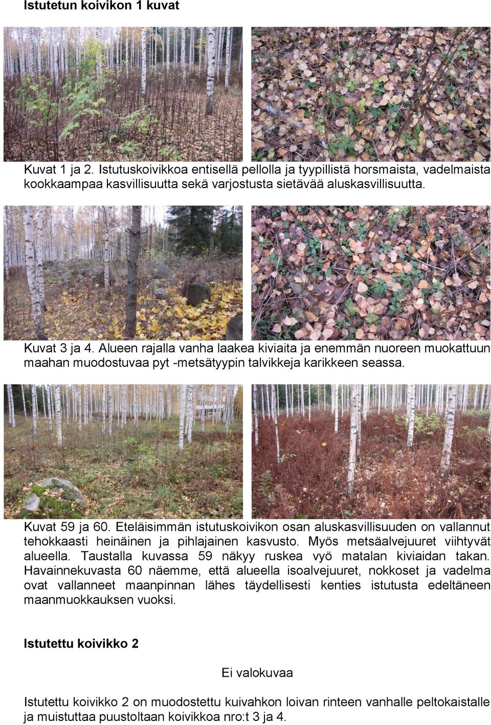 Eteläisimmän istutuskoivikon osan aluskasvillisuuden on vallannut tehokkaasti heinäinen ja pihlajainen kasvusto. Myös metsäalvejuuret viihtyvät alueella.